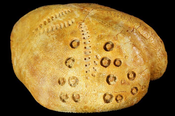 Fossil Echinoid (Lovenia) - Australia #114598